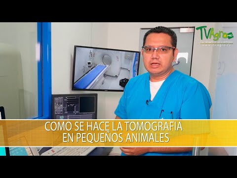 Video: Tomografías Computarizadas En Mascotas: Todo Lo Que Necesita Saber