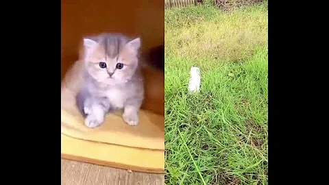 Video 11514691: cats kitten funnycats catlovers