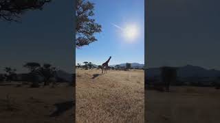 Wait for the Giraffe… 🦒🌳 | Namibia Wildlife #shorts