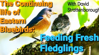 The Continuing Life of Eastern Bluebirds: Feeding Freshly Fledging Fledglings!