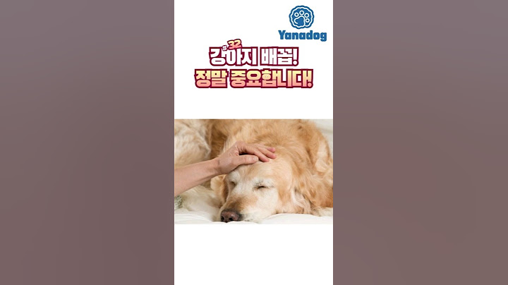 강아지 배꼽이 중요한 이유!