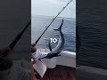 He Caught a Shark, and It Tried to Bite Him! 🦈 #fishing #shark
