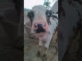 #btao Modi ka kya naam hai #comedy #funny animal