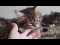 Lovely Siberian kitten cattery siberianbears.com