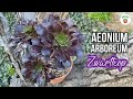 Aeonium arboreum zwartkop  rosa negra  cuidados