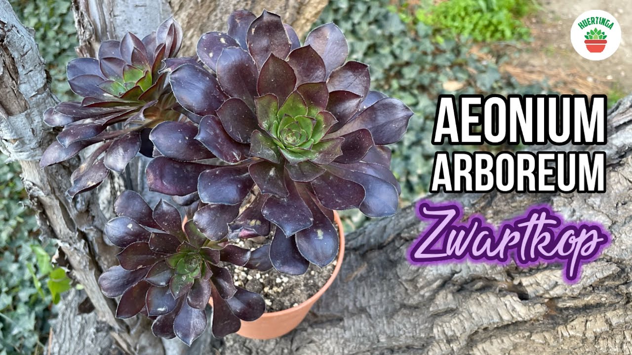 AEONIUM ARBOREUM ZWARTKOP | Rosa Negra | Cuidados