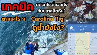 ตกแคโรไลน่า ริก(Carolina Rig) แบบไม่เสียเวลาทั้งวัน ทำไง? เทคนิคการตกแคโร | เดี๋ยวSuphaพาไป