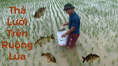 Thả lưới bắt cả đàn cá chép ngược lên ruộng lúa khi nước lũ.#cachep #kichca