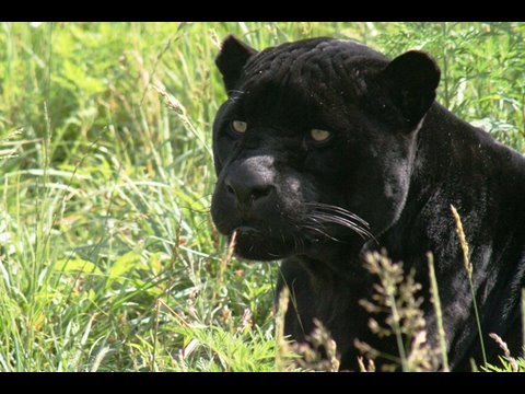 JAGUAR - Species Spotlight