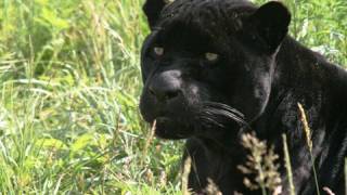 JAGUAR  Species Spotlight