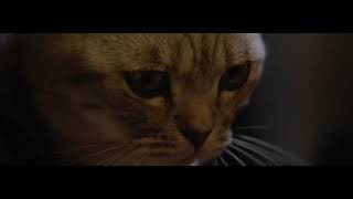 Whiskas Reklám 2017 Lámpa