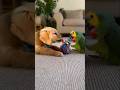 Puppy and Parrot’s Cutest Friendship Ever 🐶🦜 #Shorts📝 #puppy #parrot #viral #fyp #trendig