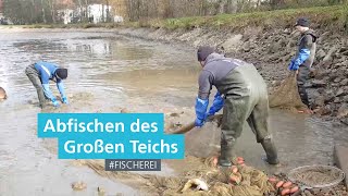 Abfischen des Großen Teiches in Aufseß