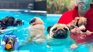 Cute Little Pug helps Other Dogs to Swim | The Farm