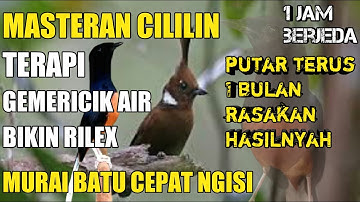 1 jam masteran burung cililin dan gemericik air