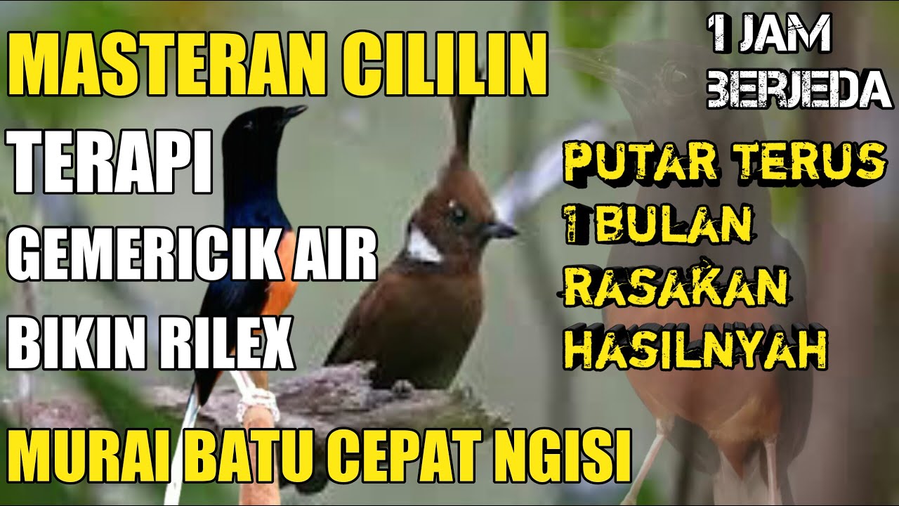1 jam masteran burung cililin dan gemericik air