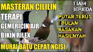 1 jam masteran burung cililin dan gemericik air