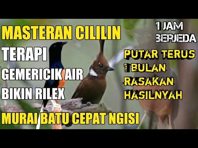 1 jam masteran burung cililin dan gemericik air class=