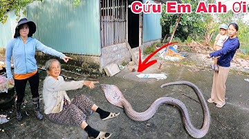 Cuộc Gọi Khẩn Cấp Của Bà Cụ 80 Tuổi Phát Hiện 3 Con Rắn Hổ Mang Bò Vào Chuồng Vịt