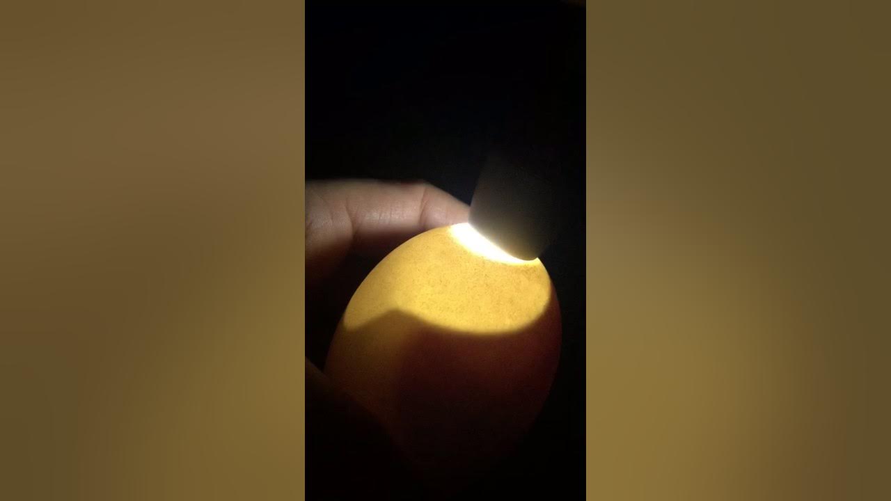Candling Pilgrim goose eggs with intact and detached air cells. YouTube