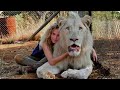خاطرت بحياتها عشان تنقذ أسد أبيض نادر من الصيادين وتخبيه عندها ملخص فيلم Mia And The White Lion خاطرت بحياتها عشان تنقذ أسد أبيض نادر من الصيادين وتخبيه عندها ملخص فيلم Mia And The White Lion