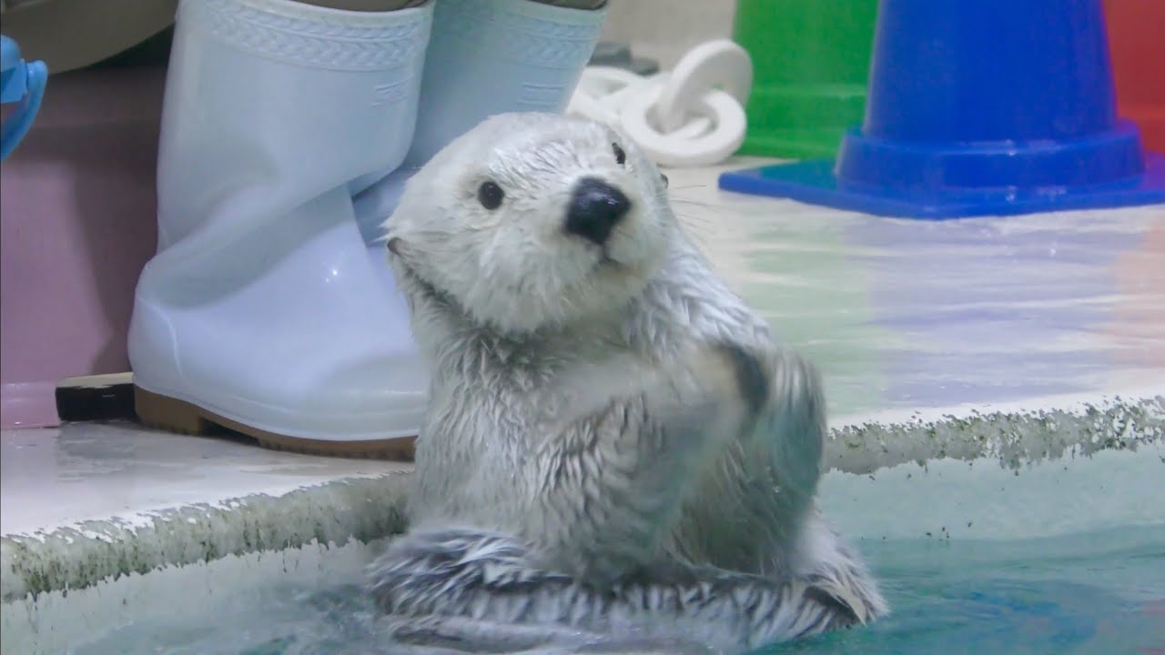 メイちゃんは撮影に協力的のようです【鳥羽水族館】Sea otter Mei-chan Kira-chan Toba Aquarium