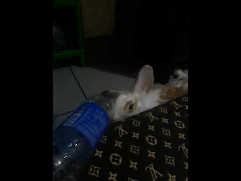 Kelinci Anggora #Mbit