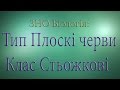 ЗНО  Біологія. Тип Плоскі черви. Клас Стьожкові