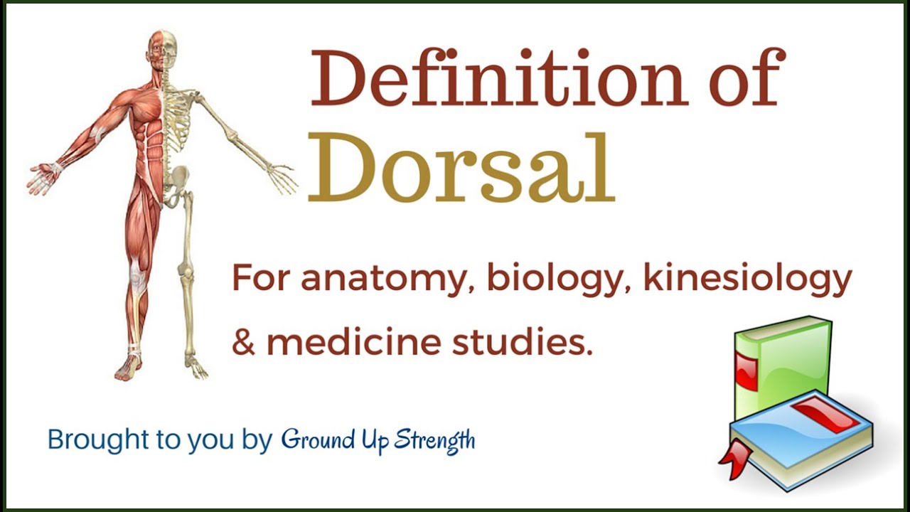 Dorsal Definition (Anatomy, Biology, Medicine, Kinesiology) - YouTube
