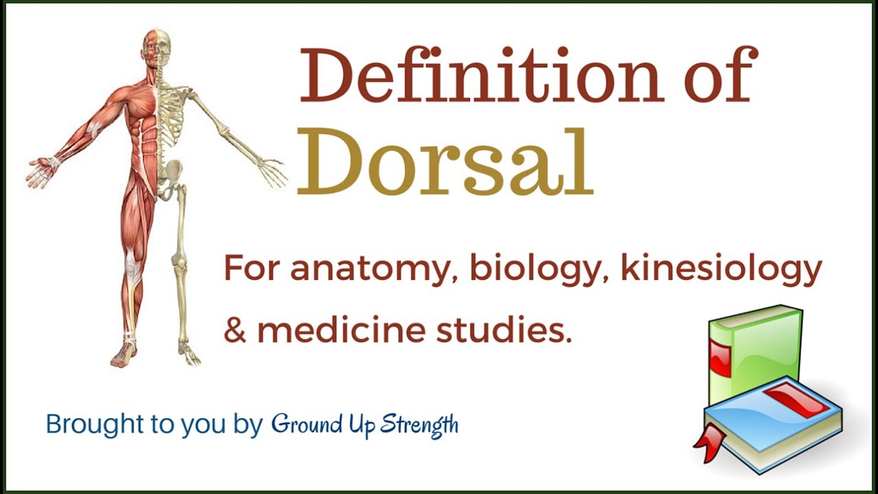 Dorsal Definition Anatomy Biology Medicine Kinesiology Youtube