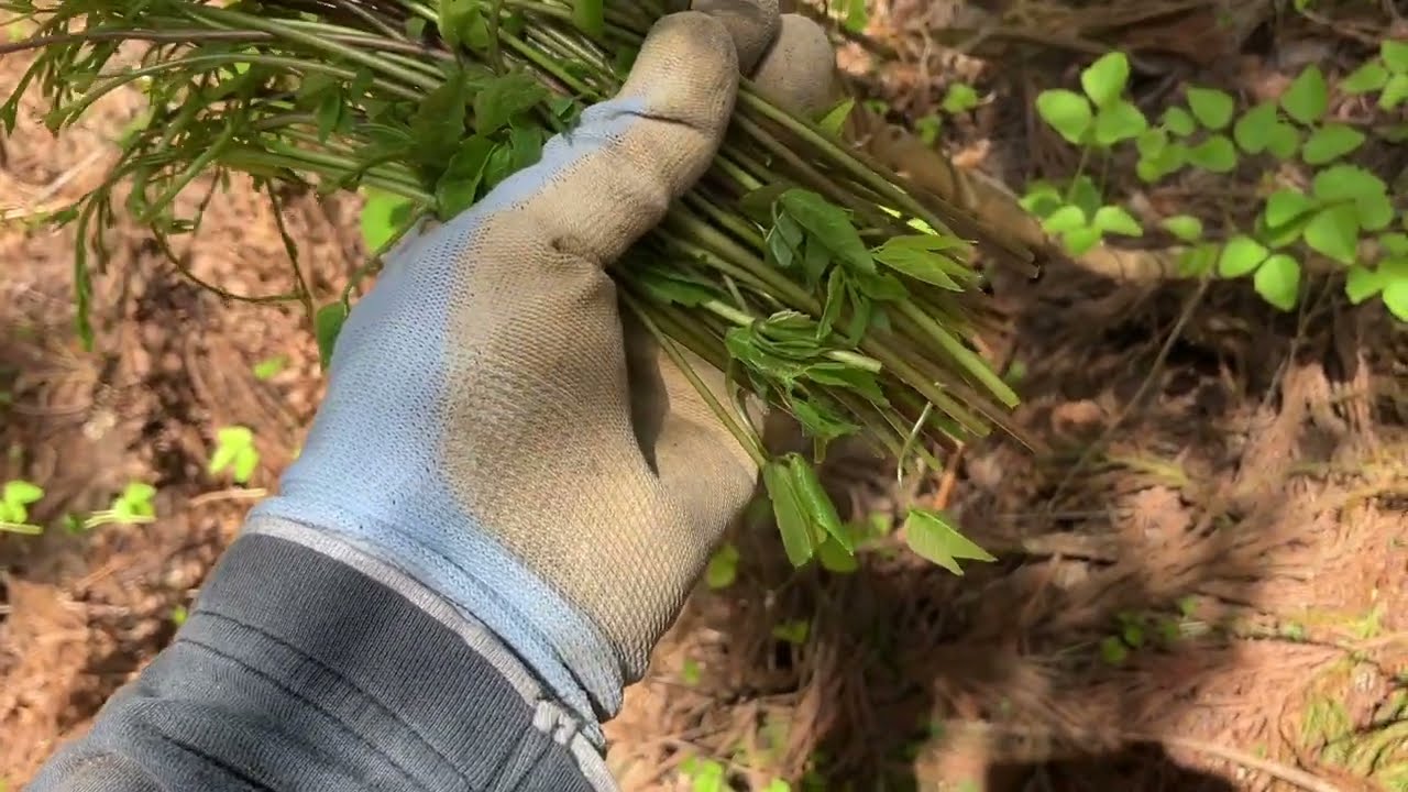 Back in the Mountains for Wild Vegetable Picking After 3 Weeks: A