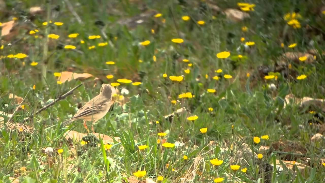 Pipit rousseline - Tawny Pipit (Anthus campestris) 
