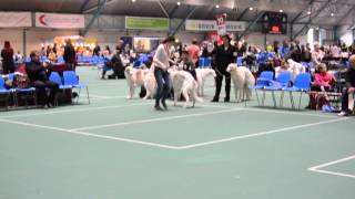 Laulu's first dog show by SalsaTheBorzoi 98 views 9 years ago 49 seconds