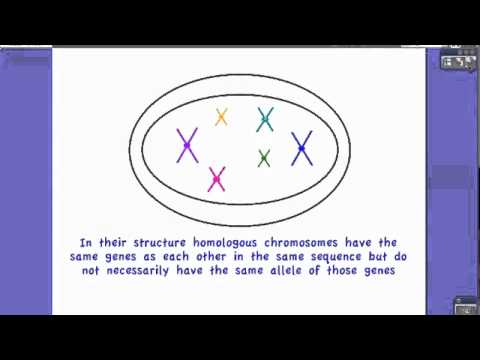 4.2.2相同染色体の定義
