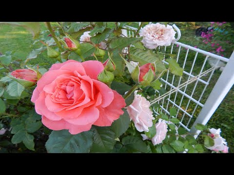 Vídeo: Com S’utilitzen Les Llavors De Rosella En Productes De Forn