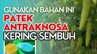 SEMBUHKAN SEGALA PENYAKIT DAN PATEK PADA CABE #fungisida_ampuh