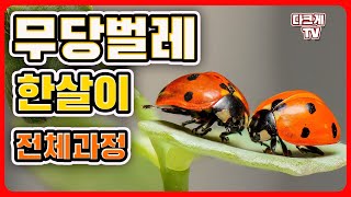 무당 벌레의 한살이 [ 전체과정 ] ladybugs