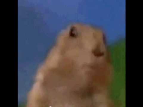 Dramatic Chipmunk