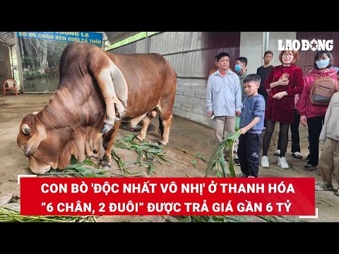 Con bò 'độc nhất vô nhị' ở Thanh Hóa có “6 chân, 2 đuôi”, được trả gần 6 tỷ nhưng chủ nhân không bán