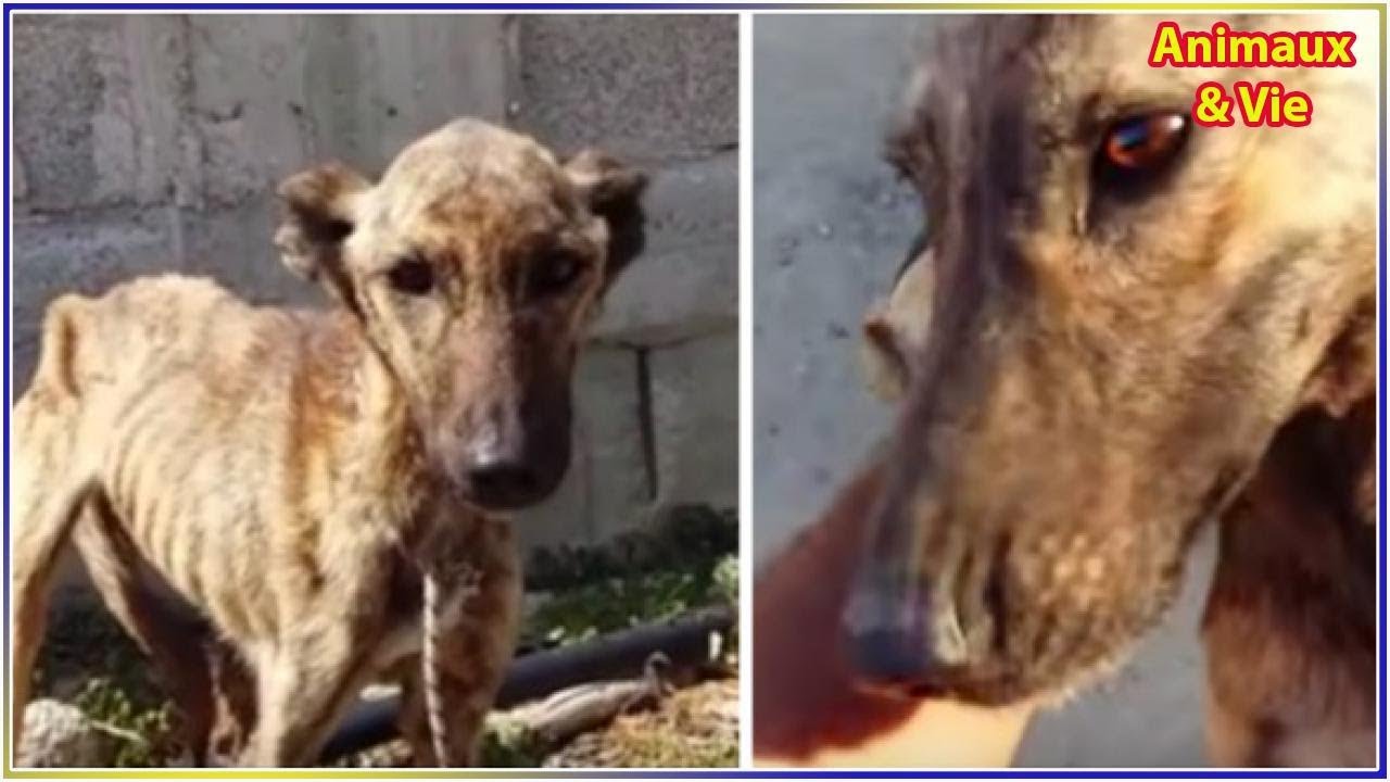 Mourant de faim, ce chien a été sauvé juste à