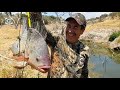 fritanga dé filetes con tilapias dé más dé Medio metro pescadas con ballesta y flecha y saludos