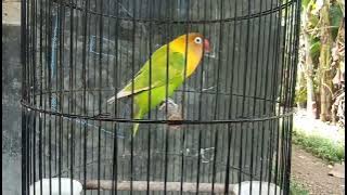 PANCINGAN LOVEBIRD DURASI PENDEK GACORRR