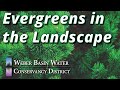 Evergreens in the Landscape