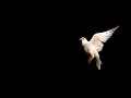 Beautiful White Dove Flying 