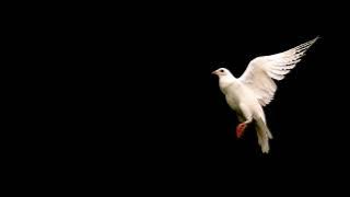 Beautiful white dove flying .