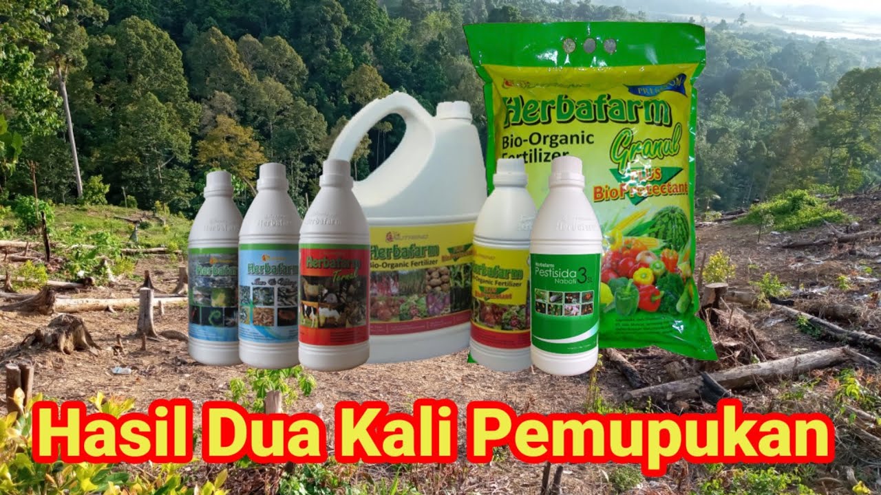 cara merawat cengkeh agar cepat berbuah - bang onE