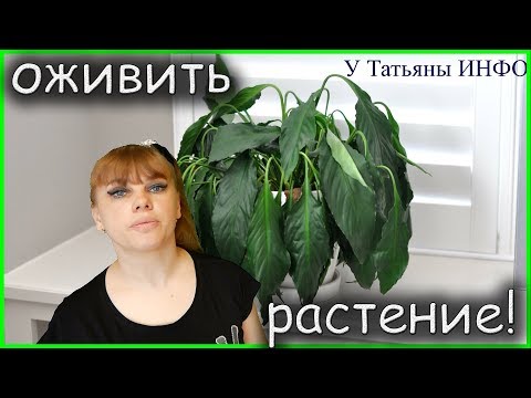 Что делать, если растение завяло?! Как оживить погибающее комнатное растение?!