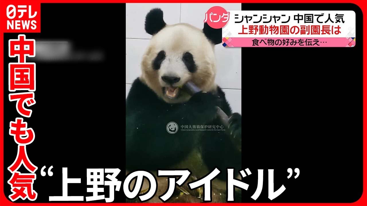 【シャンシャン】中国でも一般公開を前に人気に！ 上野動物園の副園長は…