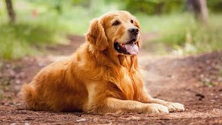 Đây là sự lợi hại của giống chó thông minh nhất thế giới (Golden Retriever)