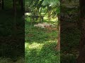 white tiger 🐅 at Nandankanan Zoological park